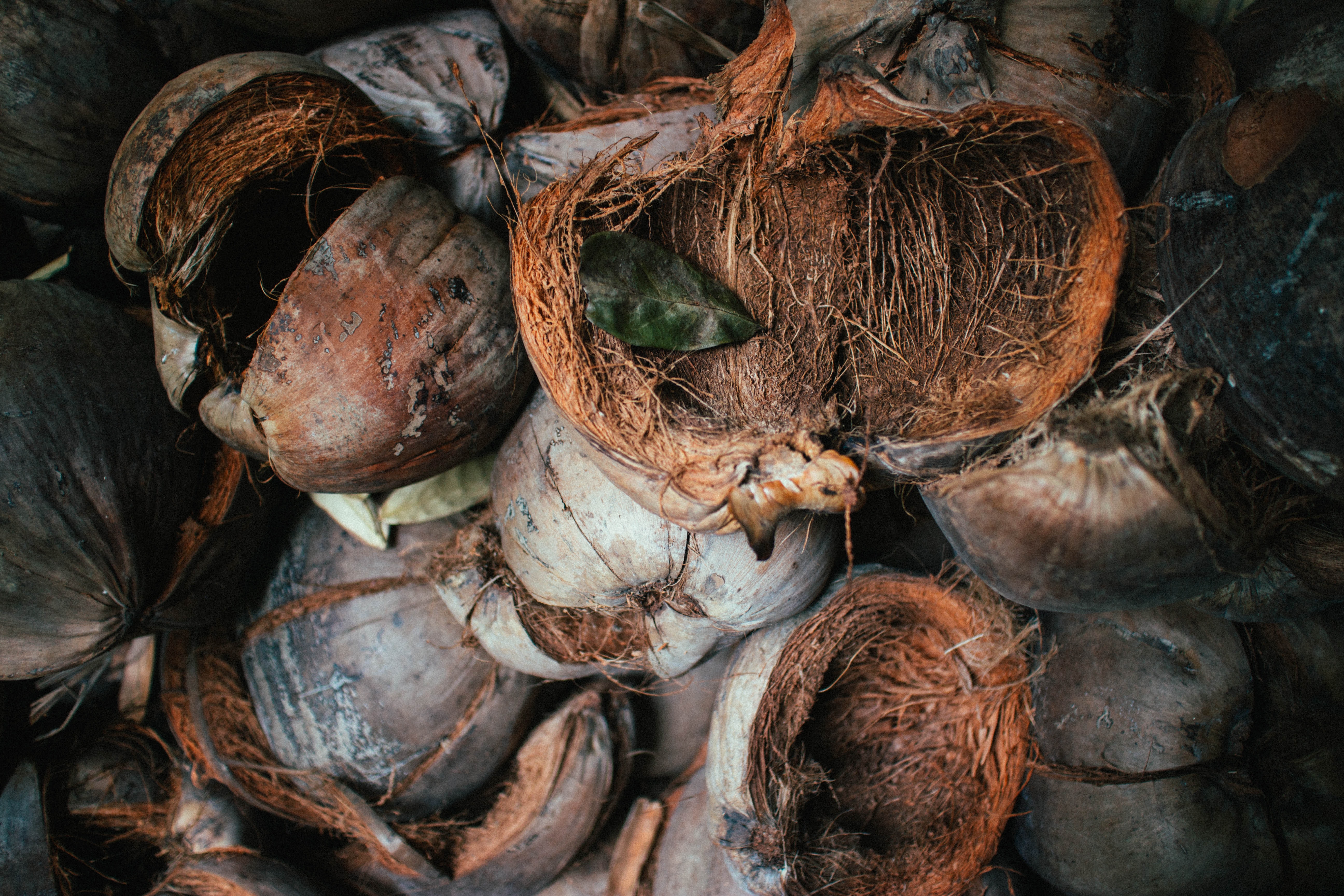 ヤシの木の利用法 捨てるところのないヤシの木 茨城県ヤシの木販売 トーワリゾート