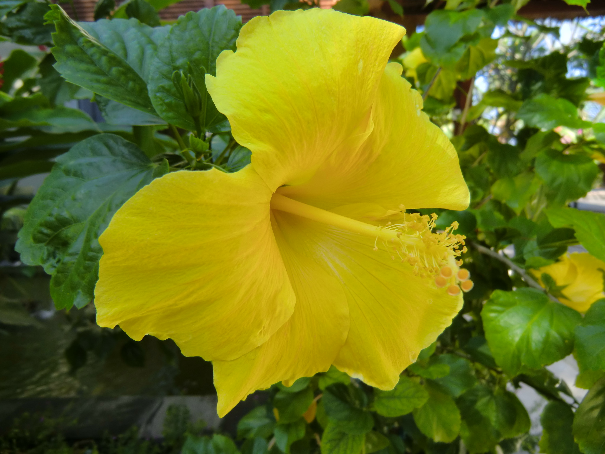南国リゾートバリ島を彩る花々、ハイビスカス | 茨城県ヤシの木販売 ｜ トーワリゾート