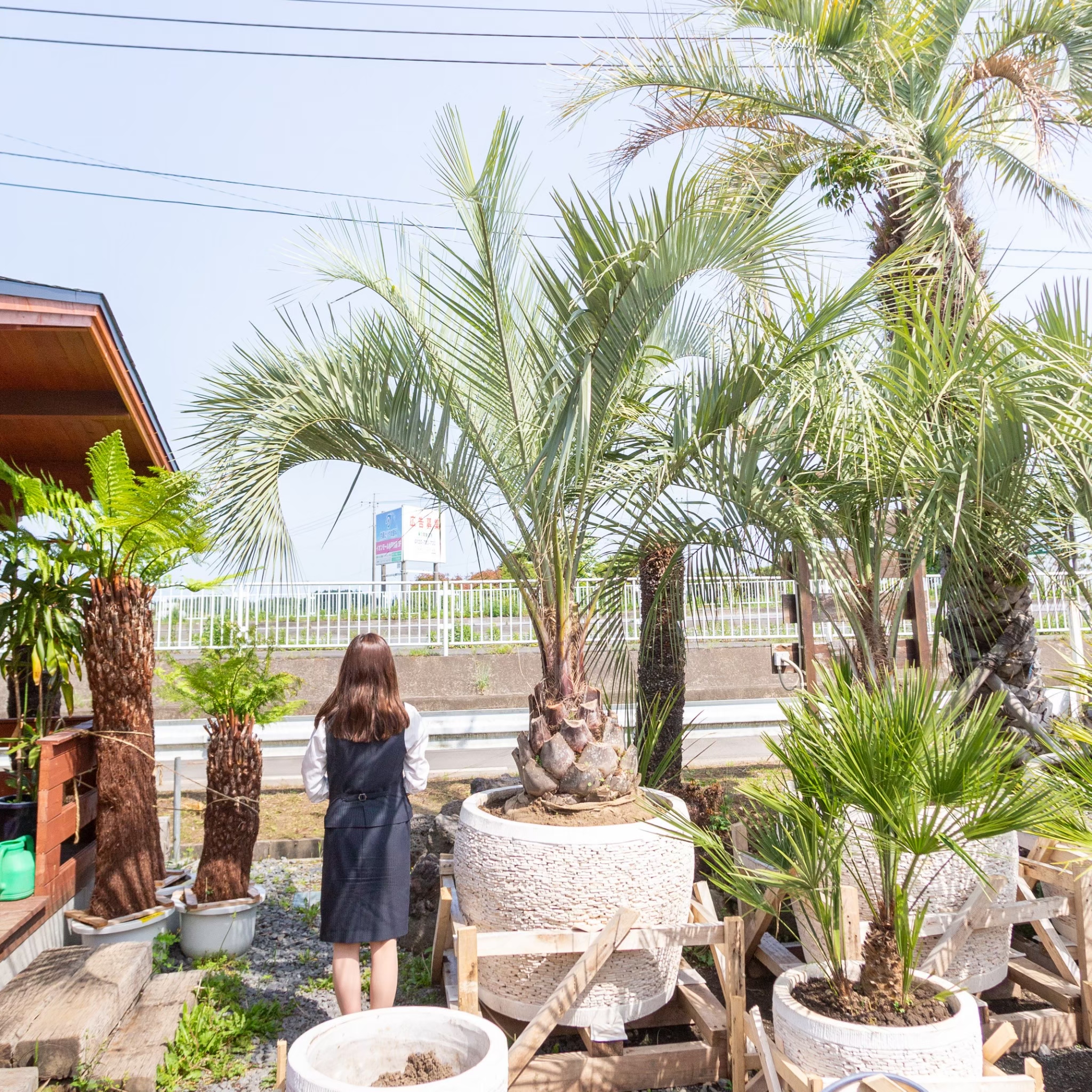 ヤシの木の植え込み ベストな時期は 茨城県ヤシの木販売 トーワリゾート