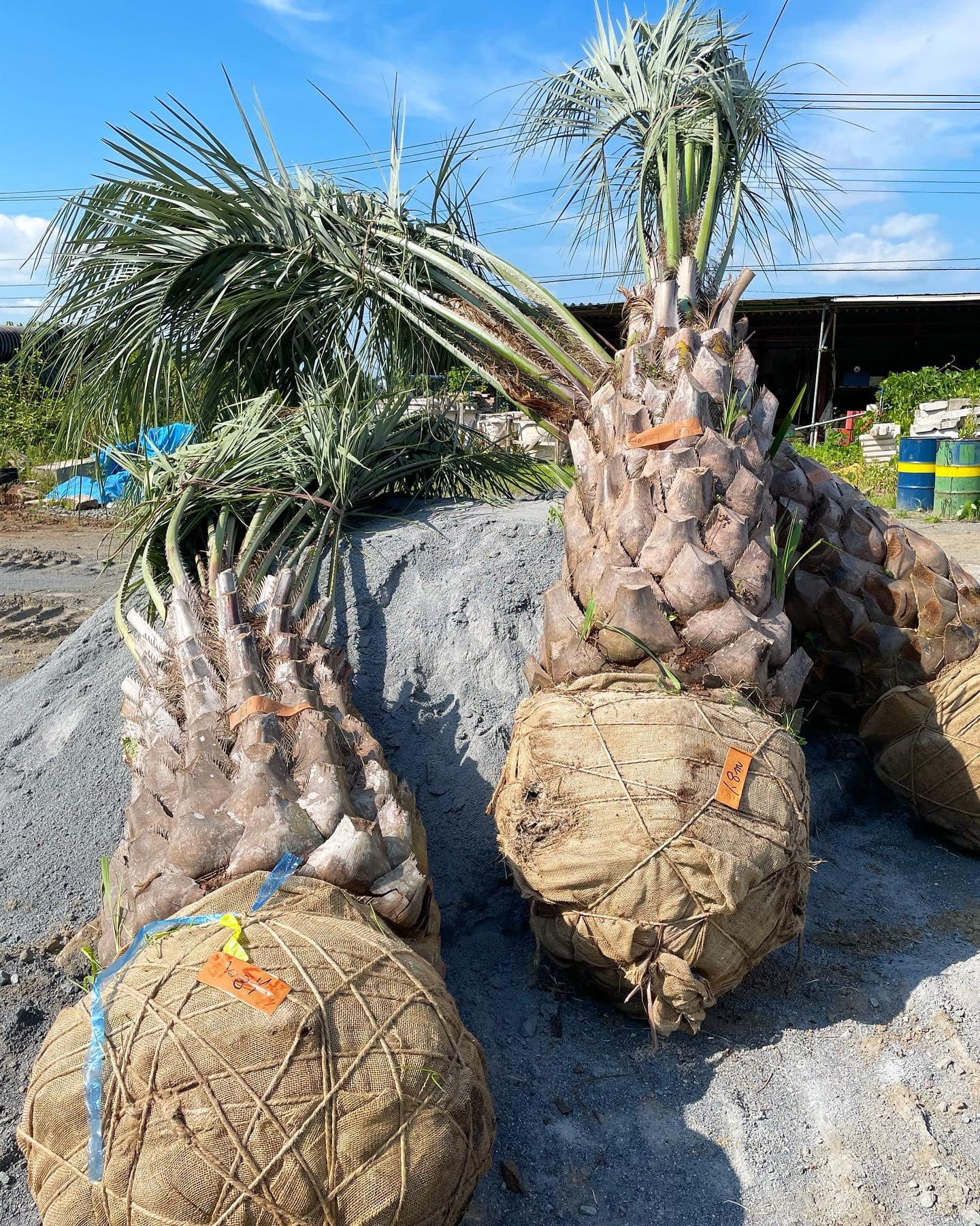 ココスやし 引き取り希望 格安 ヤシの木 ココスヤシ 即日引き取り希望です！！ヤシノキ